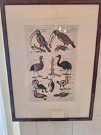 antieke ingekleurde prent  met o.a dodo.merian .gedr.jonston, Antiek en Kunst, Ophalen of Verzenden