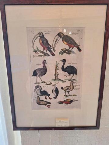 antieke ingekleurde prent  met o.a dodo.merian .gedr.jonston beschikbaar voor biedingen