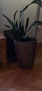 Groene kamerplant in pot, Ophalen, 100 tot 150 cm, Overige soorten, Halfschaduw