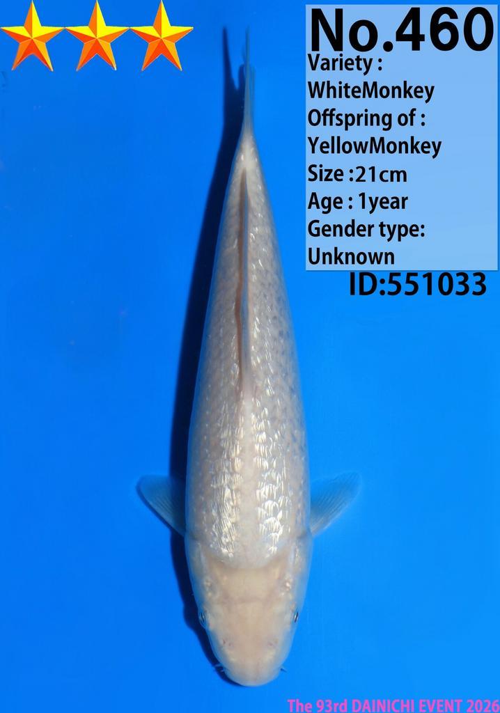 WhiteMonkey GINRIN jumbo tosai HQ japanse koi DAINICHI, Dieren en Toebehoren, Vissen | Vijvervissen, Karper of Koi