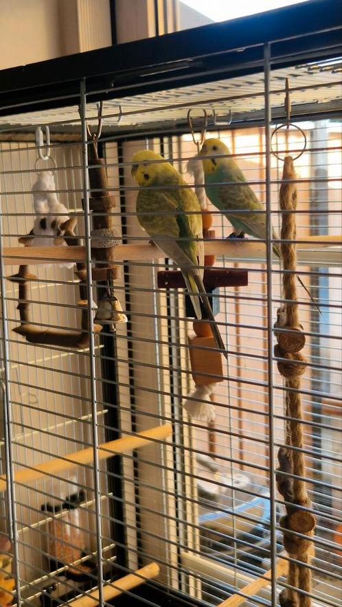 Koppel grasparkieten, Dieren en Toebehoren, Vogels | Parkieten en Papegaaien, Parkiet, Meerdere dieren