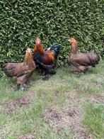 Brahma kriel, Dieren en Toebehoren, Pluimvee, Meerdere dieren, Kip