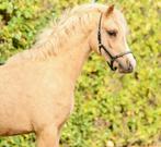 Hele mooie makke palomino pony's, Dieren en Toebehoren, Pony's, Ruin, B pony (1.17m tot 1.27m), Ontwormd, 0 tot 2 jaar