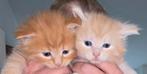 Prachtige maincoon kittens met snufje ragdoll, Meerdere dieren, Gechipt, 0 tot 2 jaar