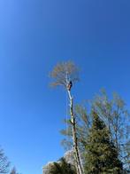 Bomen verwijderen en snoeien, Tuin en Terras, Haardhout, Ophalen of Verzenden, Overige houtsoorten, Blokken