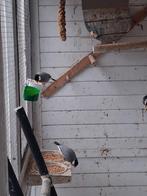Wildkleur rijstvogels koppel, Meerdere dieren