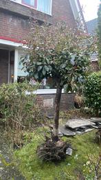 Red Robin op stam Blad houdend Glansmispel 180 cm 80,00 euro, Tuin en Terras, 100 tot 250 cm, Zomer, Ophalen, Volle zon