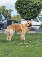 Golden retriever dekreu, Dieren en Toebehoren, Rabiës (hondsdolheid), Reu, 1 tot 2 jaar, Eén hond