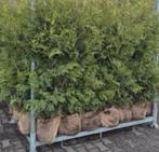 GROTE PARTIJ Coniferen 200 stuks, Ophalen of Verzenden, Bloeit niet, Overige soorten, Volle zon