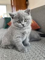 Brits korthaar kittens, Dieren en Toebehoren, Katten en Kittens | Raskatten | Korthaar, Kater, Gechipt, 0 tot 2 jaar