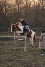 Bonte 6 jarige topper (1.50m) met ambitie springen 1.10m 🔱, Dieren en Toebehoren, Gechipt, Minder dan 160 cm, B, Ruin