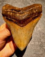 zeer mooie MEGALODON TAND USA	139	gr	10.6x8.2x2	cm, Verzamelen, Mineralen en Fossielen, Ophalen of Verzenden, Fossiel