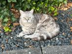 Prachtige Britse korthaar kater, zwart zilver tabby, Kater