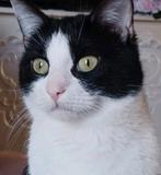 Lieve kleine kater zoekt gouden mandje, Dieren en Toebehoren, Katten en Kittens | Overige Katten, Kater