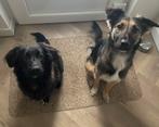 Hondje Nala (10 maanden - de zwarte pup) zoekt gouden mand!!, Dieren en Toebehoren, Honden | Niet-rashonden, Particulier, Rabiës (hondsdolheid)
