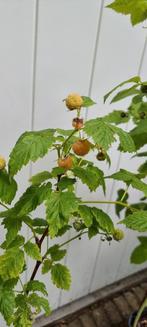 Gele framboos, Ophalen, Minder dan 100 cm, Lente, Overige soorten