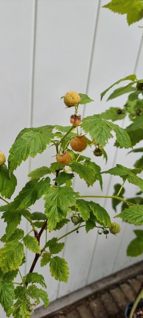 Gele framboos, Tuin en Terras, Planten | Fruitbomen, Overige soorten, Minder dan 100 cm, Halfschaduw, Lente, In pot, Ophalen