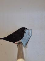 Borneo bronzeman, Dieren en Toebehoren, Geslacht onbekend, Tropenvogel, Geringd