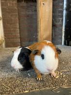 Cavia zeugen moeder en dochter, Dieren en Toebehoren, Cavia, December, Vrouwelijk, Tam