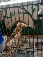 Te koop harlekijn kanaries popen en mannen, Dieren en Toebehoren, Mannelijk, Kleurkanarie