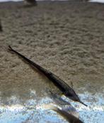 Farlowella acus, Vis, Zoetwatervis