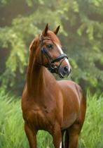 7 Jarige ruin van Ferguson x Armani, Dieren en Toebehoren, Paarden, 175 cm of meer, Gechipt, Ruin, Dressuurpaard
