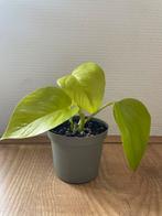Epipremnum Neon (pothos) plantje, Overige soorten, Minder dan 100 cm, Ophalen of Verzenden, Halfschaduw