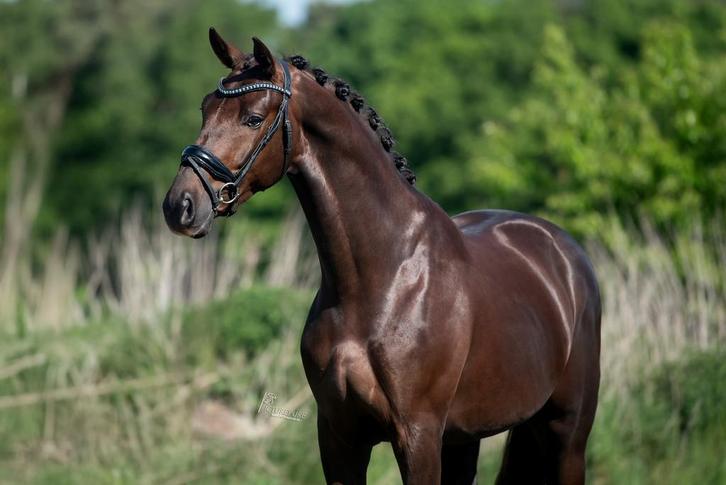 4 jarige total hope x jazz ruin, Dieren en Toebehoren, Paarden, Ruin, L, 165 tot 170 cm, 3 tot 6 jaar, Dressuurpaard