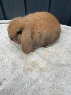 Nedhangoordwerg raszuiver, Dieren en Toebehoren, Konijnen, Vrouwelijk, Dwerg