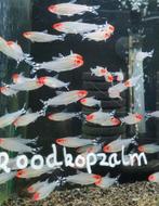 Hobbyaquarium Roodkopzalmen Woensdag 16 juli 12/17u aktie, Vis, Zoetwatervis, Schoolvis