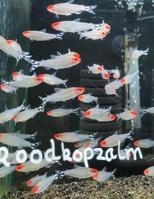 Hobbyaquarium Roodkopzalmen Woensdag 16 juli 12/17u aktie, Dieren en Toebehoren, Vissen | Aquariumvissen, Zoetwatervis, Vis, Schoolvis