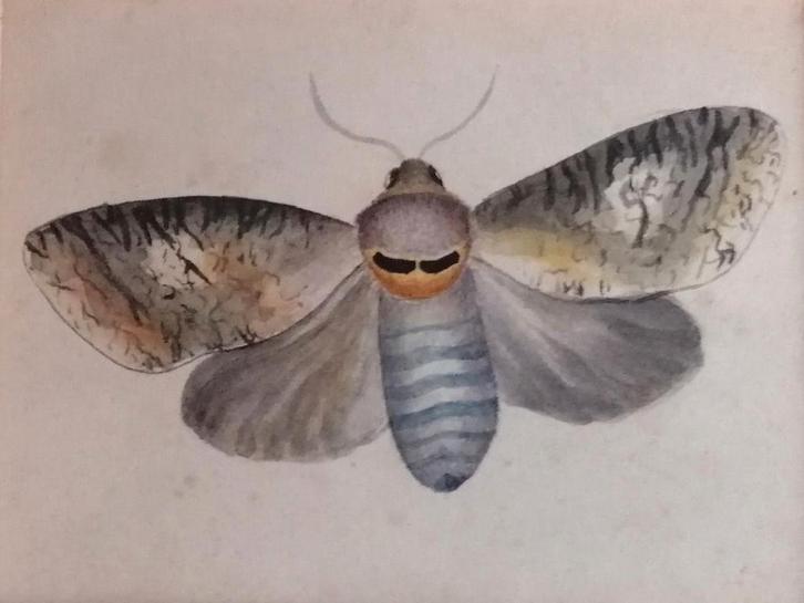 aquarel vlinder 2e helft 19e eeuw, Antiek en Kunst, Kunst | Etsen en Gravures, Ophalen of Verzenden