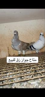 2 koppels te koop, Dieren en Toebehoren, Meerdere dieren