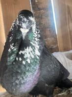 Kropper, Dieren en Toebehoren, Vogels | Duiven, Meerdere dieren