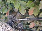 Cervelo Caledonia carbon XL Elektronisch schakelen, Fietsen en Brommers, Fietsen | Racefietsen, Overige merken, 28 inch, Carbon