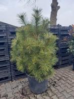 Pinus nigra zeer mooie grote ongeveer 1.30, Tuin en Terras, Planten | Bomen, Ophalen of Verzenden