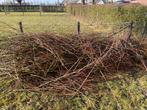 Snoeihout wilg, mooi spul voor paarden/geiten (gratis), Ophalen, Overige soorten, 100 tot 250 cm
