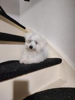 Puppy maltezer, Dieren en Toebehoren, Mei, Vrouwelijk