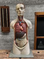 Zeldzaam anatomisch 90 cm hoge torso jaren 30 40, Ophalen of Verzenden
