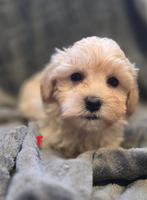 Te koop mooi creme kleurige maltipoo pups, Dieren en Toebehoren, Nederland, 8 tot 15 weken, Meerdere, Meerdere dieren
