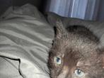 Kitten 8 weken oud, Dieren en Toebehoren, Katten en Kittens | Overige Katten, Poes, 0 tot 2 jaar
