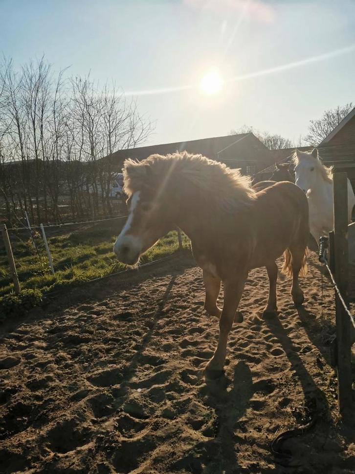 Mini paddock paradise heeft plek, Dieren en Toebehoren, Stalling en Weidegang, Weidegang
