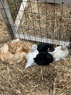 Kuikens, Dieren en Toebehoren, Meerdere dieren, Kip