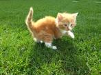 Rode kitten vrouwtje 50 % Perzische langhaar., Dieren en Toebehoren, Katten en Kittens | Overige Katten, Poes