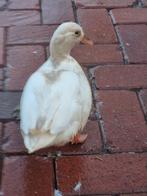 Mini kwakers, Mannelijk, Kip