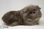 Choco zilvervos witte coronet cavia, Dieren en Toebehoren, Knaagdieren, Cavia, Mannelijk, Tam, September