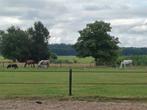 Rusthuis pensioenplek voor uw paard, Dieren en Toebehoren, Stalling en Weidegang, 2 of 3 paarden of pony's