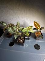 5x zeldzame terrariumplant (Labisia, Sonerila, Triolena), Ophalen, Halfschaduw, Minder dan 100 cm