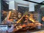 Terrarium met achterwand, Dieren en Toebehoren, Reptielen en Amfibieën | Toebehoren, Ophalen of Verzenden, Terrarium of Paludarium