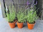 Lavendel Hidcote, Tuin en Terras, Planten | Tuinplanten, Overige soorten, Volle zon, Vaste plant, Ophalen of Verzenden